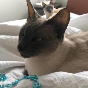 Meet your Posher, Bruce